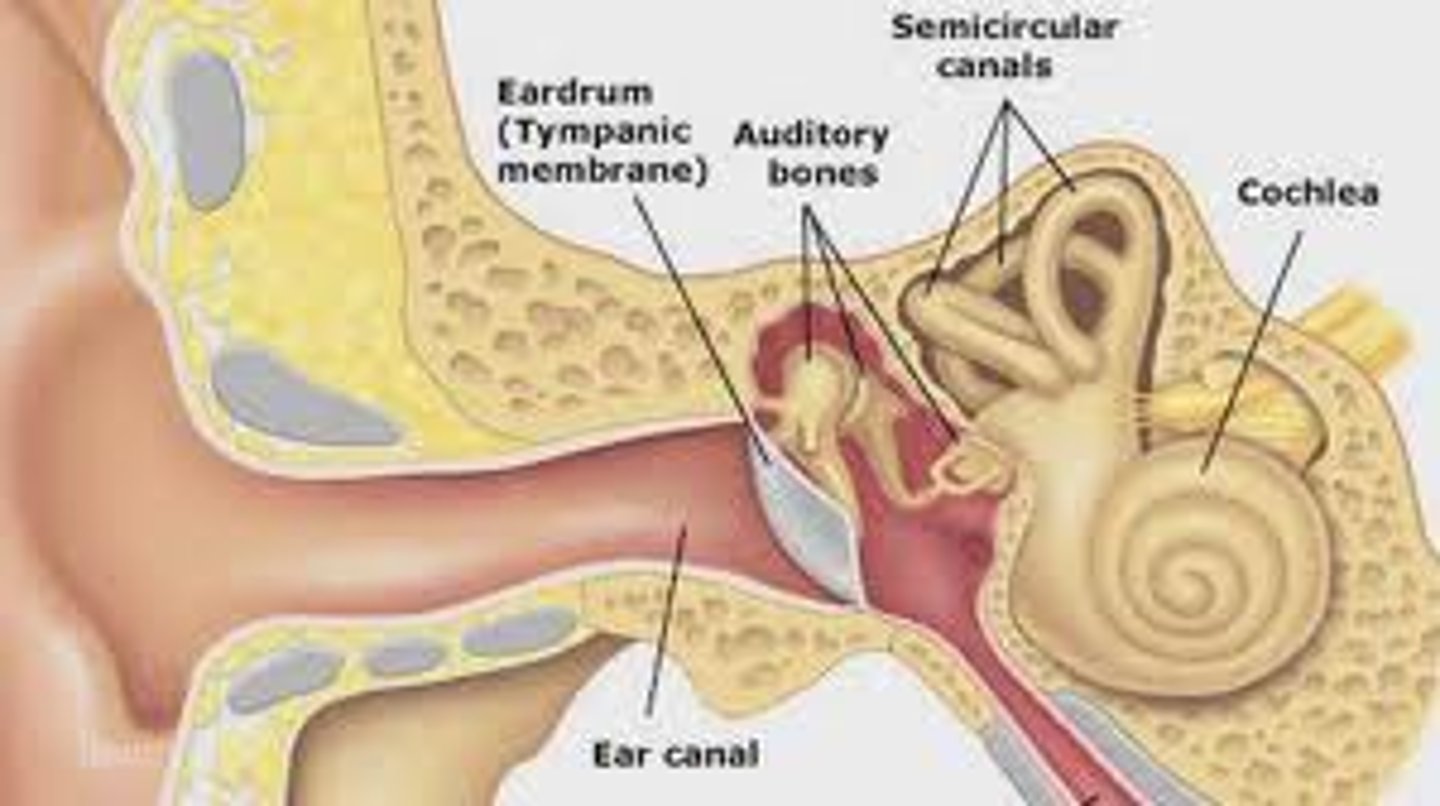 <p>where sound waves vibrate to start the hearing processes and is located at the end of the ear canal</p>