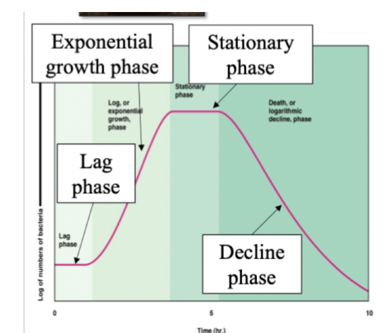bacterial growth phases 
