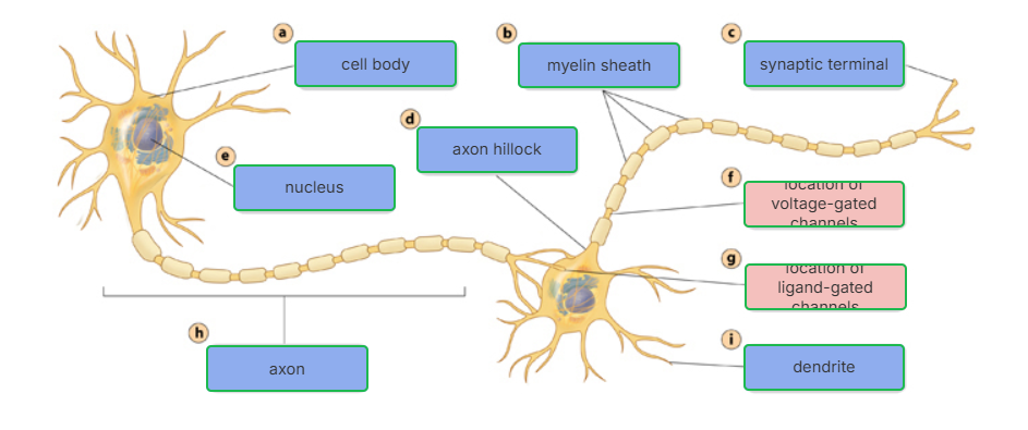 <p>This is a diagram of what?</p>