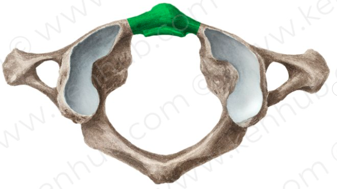 <p><span>What are the special features that make the Atlas (C1) different from a typical cervical vertebra?</span></p>