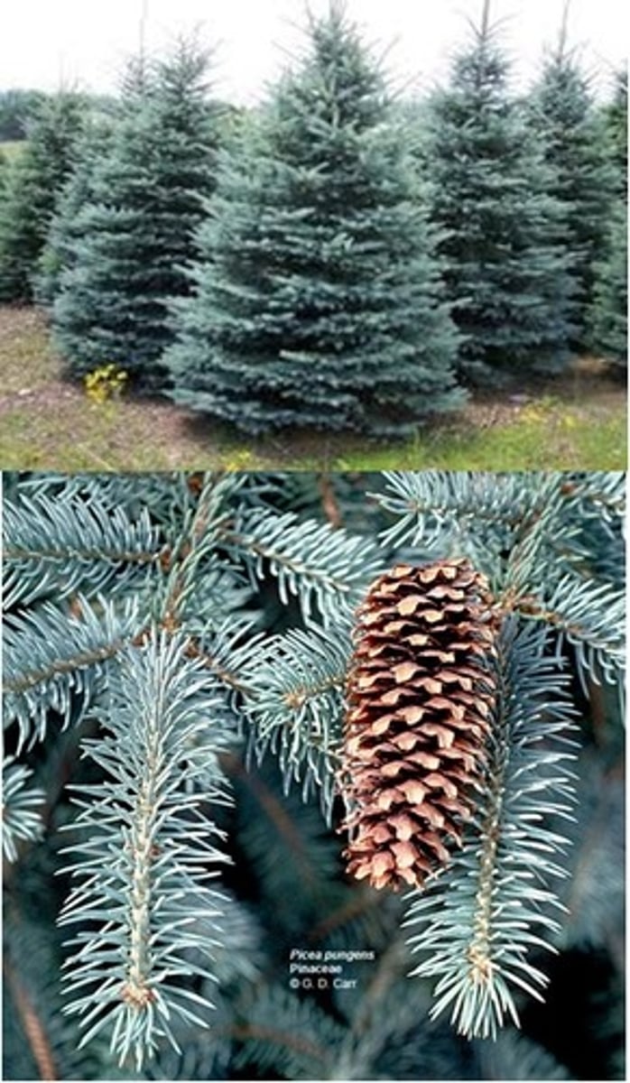 <p>Picea pungens</p>