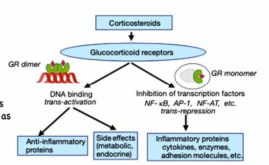 <ul><li><p>bind to glucocorticoid receptor in cytosol (bcs steroid)</p></li><li><p>principal action is to suppress multiple inflammatory genes (like cytokines), inflammatory enzymes, adhesion molecules, and inflammatory mediator receptors</p></li><li><p>many anti-inflammatory actions of corticosteroids are accounted for by inhibiting transcription factors that regulate inflammatory gene expression</p></li><li><p>taking a lot of steroids to reduce inflammation leads to risk of adrenal gland stopping production of endogenous corticosteroids, causes dependence and an abrupt withdrawal can cause corticosteroid insufficiency </p></li></ul><p></p>