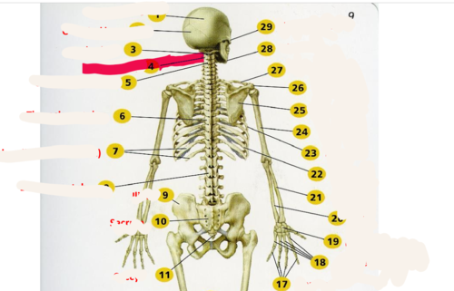 <p>second cervical vertebrae</p>