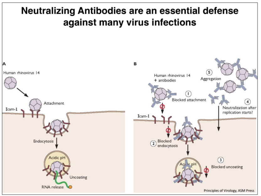 <p>essentail defense agains many virus infections</p><ul><li><p>interferes with many different processes of virus trying to infect cell</p></li></ul>