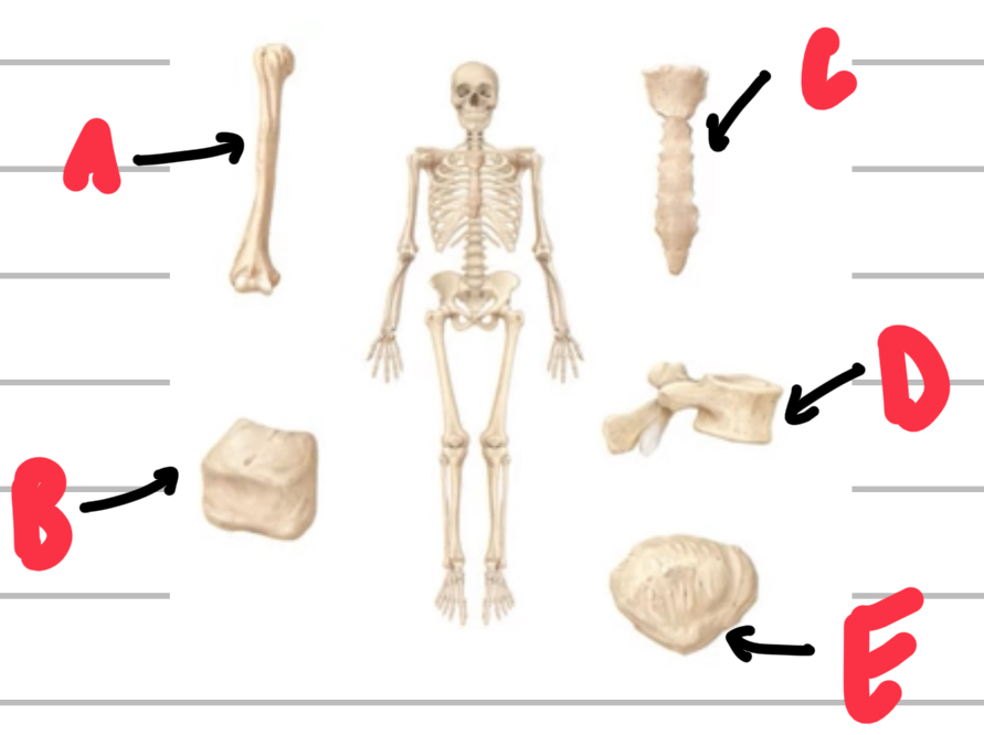 <p>Name, describe and give examples of the types of bone shapes. </p>