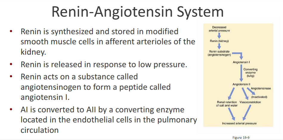<ol><li><p>decreased arterial pressure</p></li><li><p><span>Renin release from the juxtaglomerular (JG) cells in the kidney is stimulated by three primary factors (low blood pressure in afferent, low sodium delivery, increase in sympathetic nervous system) in response to low blood pressure</span></p></li><li><p><strong><span>Renin</span></strong><span> (from kidney) acts on </span><strong><span>Angiotensinogen</span></strong><span> (a protein made by the liver) to form </span><strong><span>Angiotensin I</span></strong><span> (a relatively inactive decapeptide).</span></p></li><li><p><strong><span>Angiotensin-Converting Enzyme (ACE)</span></strong><span>, located predominantly on the surface of </span><strong><span>endothelial cells in the lungs</span></strong><span>, converts Angiotensin I into the highly active </span><strong><span>Angiotensin II</span></strong><span> (an octapeptide)</span></p></li><li><p><strong><span>3. The Powerful Effects of Angiotensin II (AII)</span></strong><br><span>Angiotensin II is the primary effector of the system and works through several mechanisms to raise blood pressure:</span></p><ul><li><p class="ds-markdown-paragraph"><strong><span>Potent Vasoconstriction:</span></strong><span> Causes direct, powerful constriction of arterioles throughout the body, dramatically increasing </span><strong><span>Systemic Vascular Resistance (SVR)</span></strong><span>.</span></p></li><li><p class="ds-markdown-paragraph"><strong><span>Stimulates Aldosterone Release:</span></strong><span> Acts on the adrenal cortex to release </span><strong><span>aldosterone</span></strong><span>. Aldosterone tells the kidneys to reabsorb more sodium (and consequently, water), which </span><strong><span>increases blood volume</span></strong><span>.</span></p></li><li><p class="ds-markdown-paragraph"><strong><span>Stimulates ADH (Vasopressin) Release:</span></strong><span> Promotes water reabsorption by the kidneys to further increase blood volume.</span></p></li><li><p class="ds-markdown-paragraph"><strong><span>Stimulates Thirst:</span></strong><span> In the brain, to promote fluid intake.</span></p></li><li><p class="ds-markdown-paragraph"><strong><span>Increases Sympathetic Outflow:</span></strong><span> Amplifies the activity of the sympathetic nervous system</span></p></li></ul></li></ol><p></p>