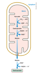 <p><span>Mitochondria, cytoplasm</span></p>