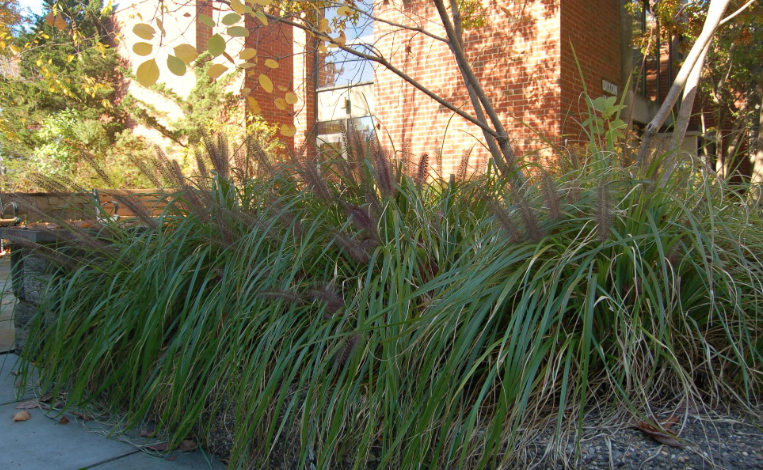 <p>brownish purple color, fuzzy inflorescences like cattails, clumping habit, low to the ground</p>