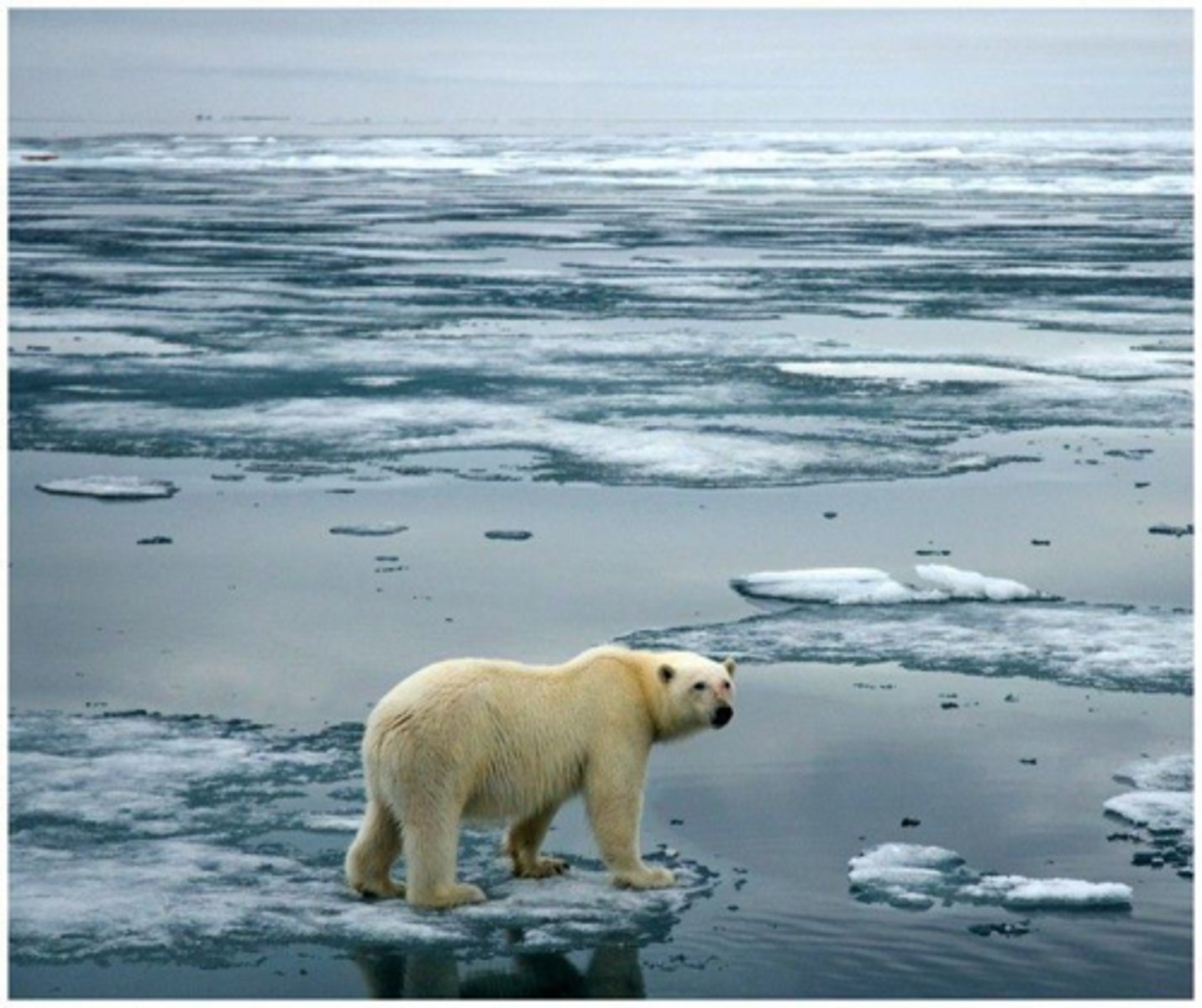<p>Thinner ice leads to shorter hunting times for seals, which affects polar bears' ability to catch them.</p>