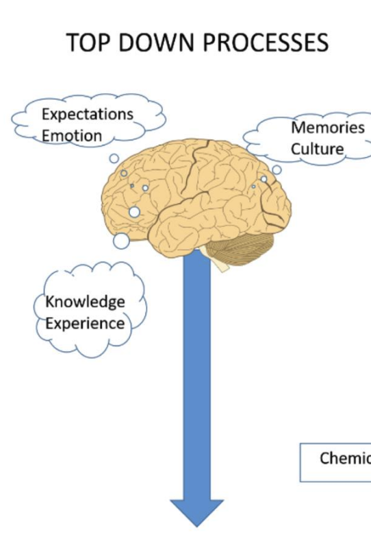 <p>The conscious awareness and interpretation of the meaning of sensations, involving the “higher” centers of the brain.</p>