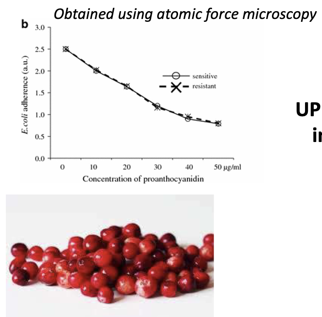 <ul><li><p>Contain proanthocyanidins</p></li><li><p>Bind FimH → reduce adhesion</p></li><li><p><strong>Graph</strong>: Dose-dependent effect shown by AFM</p><ul><li><p>UPEC adherence decreases with increasing concentrations of proanthocyanidins</p></li></ul></li></ul><p></p>