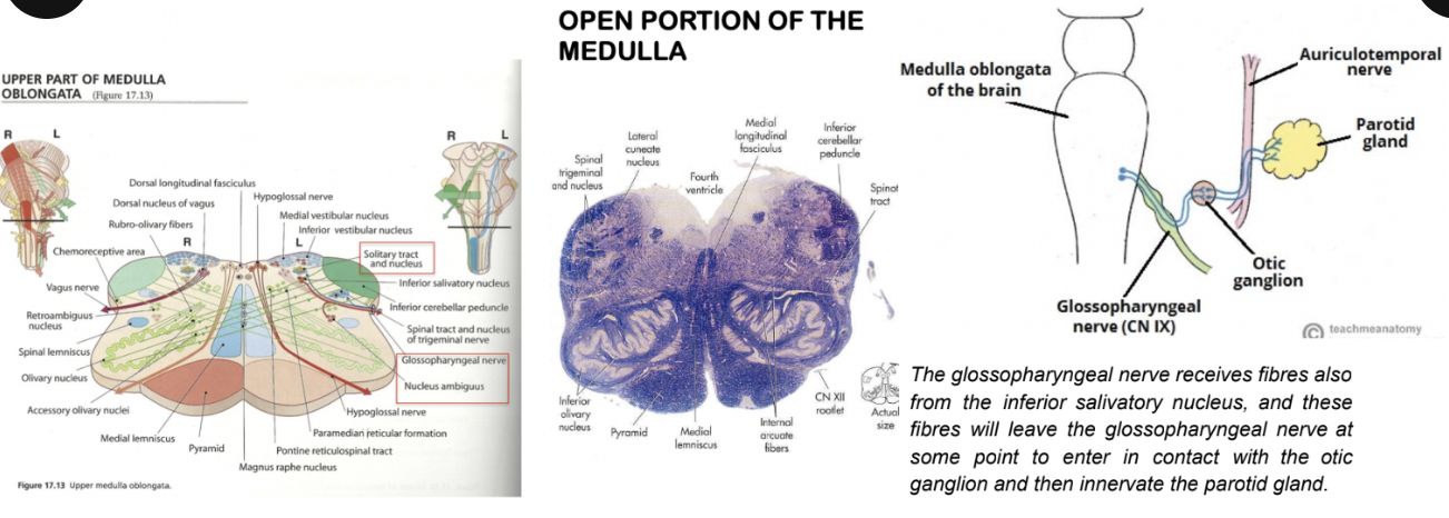 <p>9th cranial nerve, located in the medulla, with 5 components —</p><ul><li><p>SVE (branchiomotor) component — originates from nucleus ambiguous, innervates stylopharyngeus muscle</p></li><li><p>GVE component — formed by parasympathetic preganglionic fibers directed to the parotid gland —</p><ul><li><p>Originates from inferior salivatory nucleus, with its fibers passing through the otic ganglion</p></li></ul></li><li><p>SVA component — originates from nucleus of solitary tract in medulla, collects taste information</p></li><li><p>GVA component — collects information from viscera such as carotid body &amp; sinus, pharynx, &amp; middle ear — originates from nucleus of solitary tract</p></li><li><p>GSA — collects general sensation from the ear, relaying it to the bulbospinal trigeminal nucleus</p><ul><li><p>(small territory around ear lobe shared by facial &amp; vagus nerve)</p></li></ul></li></ul><p>2 sensory ganglia — superior &amp; inferior (or petrosal ganglia), and it exits at the jugular foramen</p>