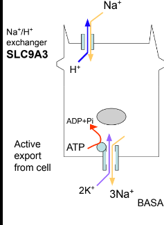<p>Na+/K+ ATPase and Na+/H+ exchangers work together to get sodium back into the blood.</p>