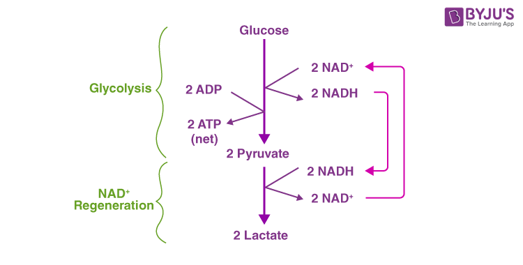 * Pyruvate reacts with NADH to reoxidize it into NAD+
* pyruvate is turned into lactate (lactic acid)
* Lactate is utilized by resting muscle cells
* when oxygen is available, lactate is converted into pyruvate or glycogen