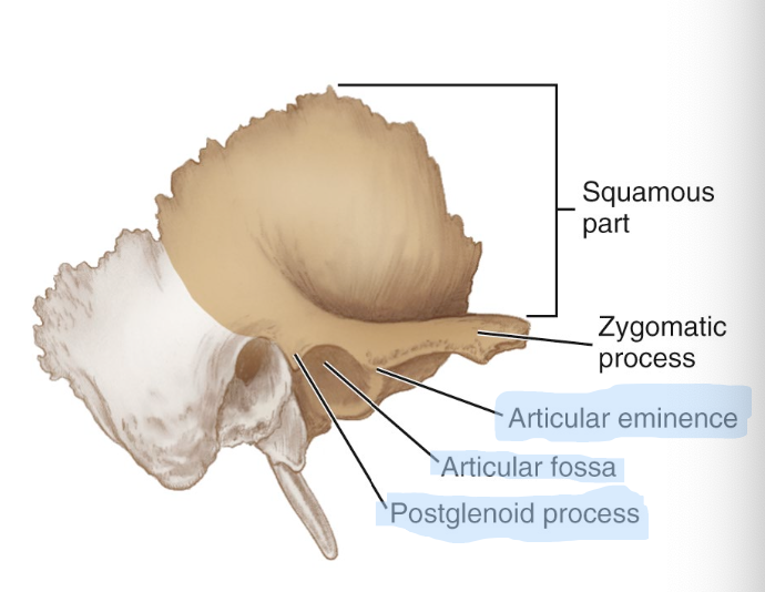 <ul><li><p><strong>is posterior to the articular eminence</strong></p></li><li><p class="p1"><strong>consists of an oval-shaped depression on the temporal bone, which is posterior and medial to the zygomatic process of the temporal bone</strong></p></li></ul><p></p>