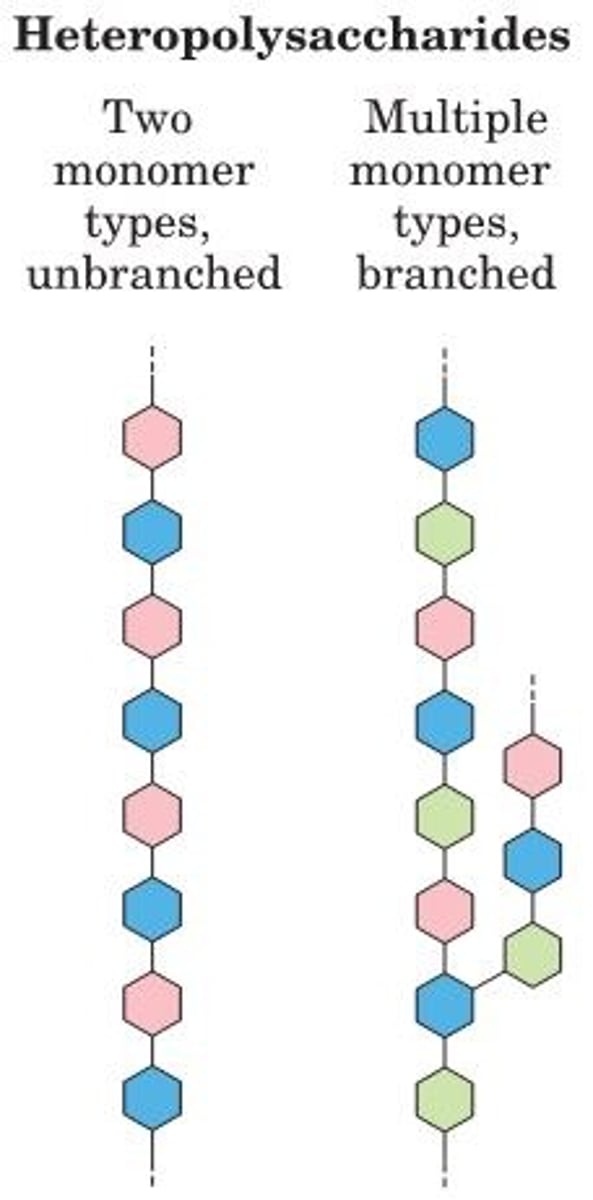 <p>contain 2+ kinds of monomers <br>-Provide structural support</p>