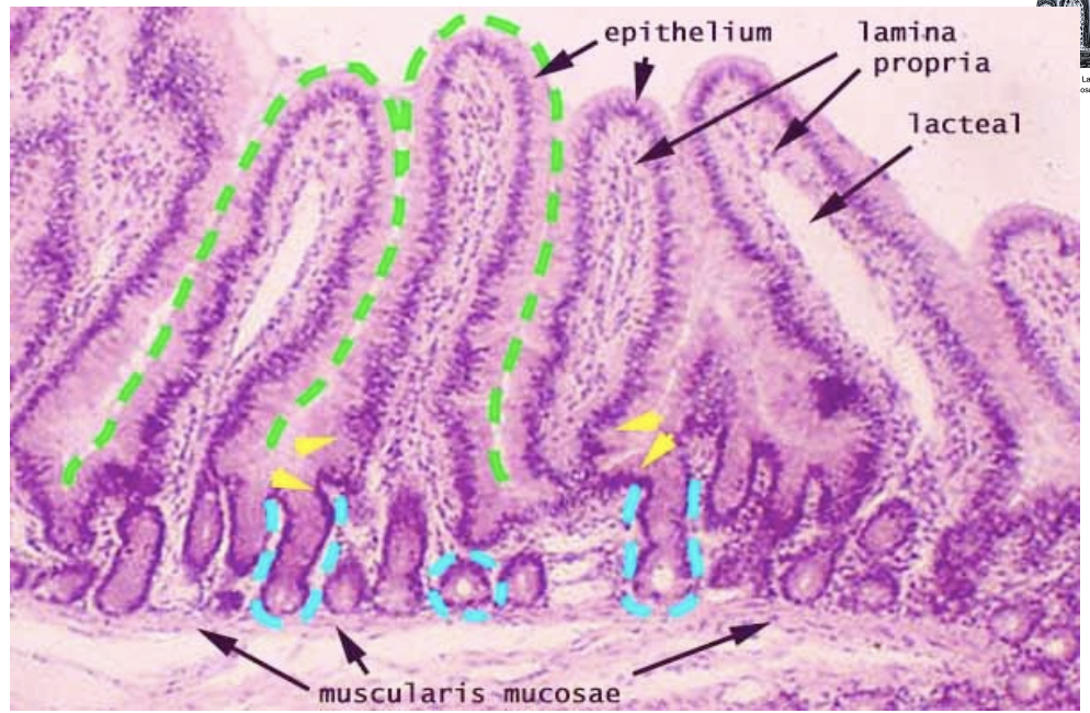 knowt flashcard image
