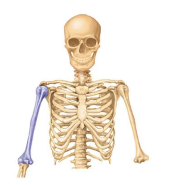 <p>Name this part of the appendicular skeleton</p>