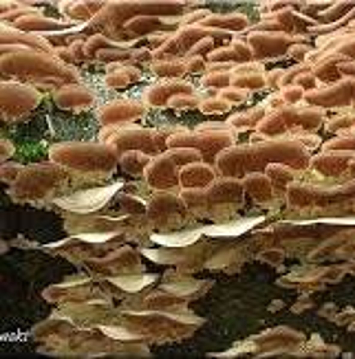 <p>niszczyk liściastodrzewny</p>