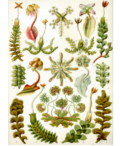 <p>Liverworts</p>