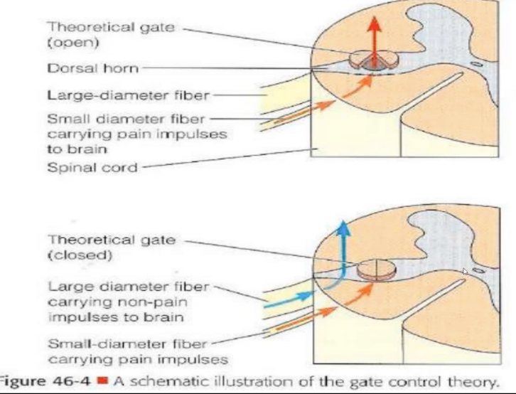 <p>Gate Control Theory</p>