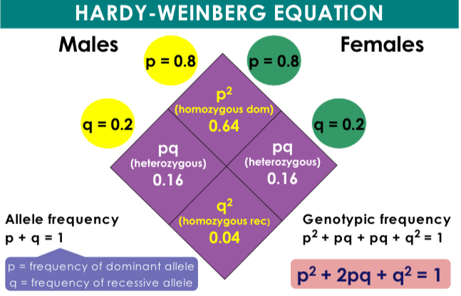 <p>p² + 2pq + q² = 1; used to predict genotype frequencies in a population</p>