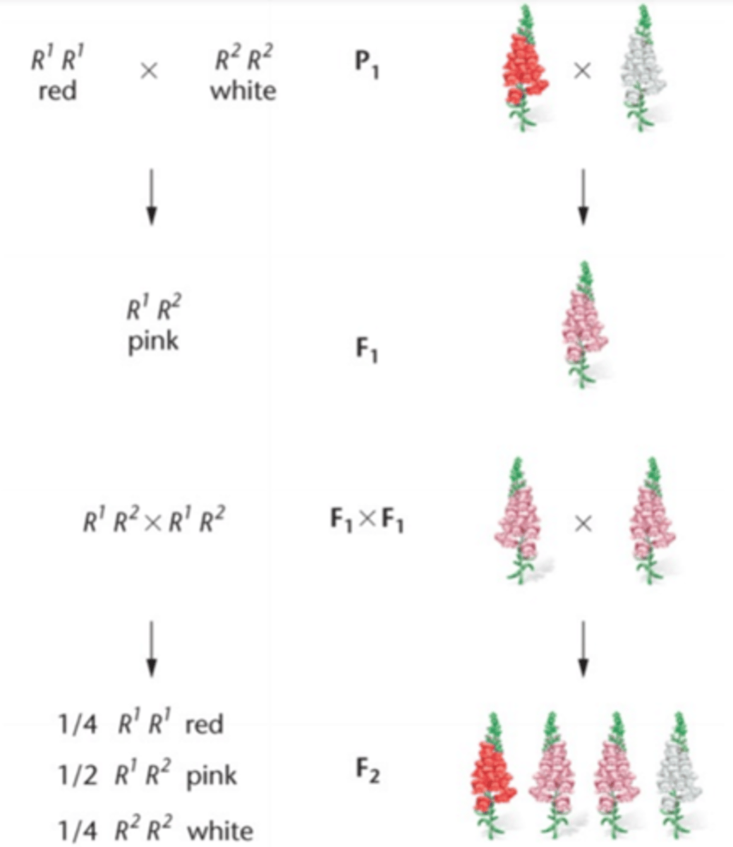 <p>interaktion mellem alleler (indenfor det samme locus)</p><p>Heterozygoter har intermediær fænotype, fx krydser man en rød blomst med en hvid blomst får man en tredje fænotype = lyserød; den intermediære fænotype</p>