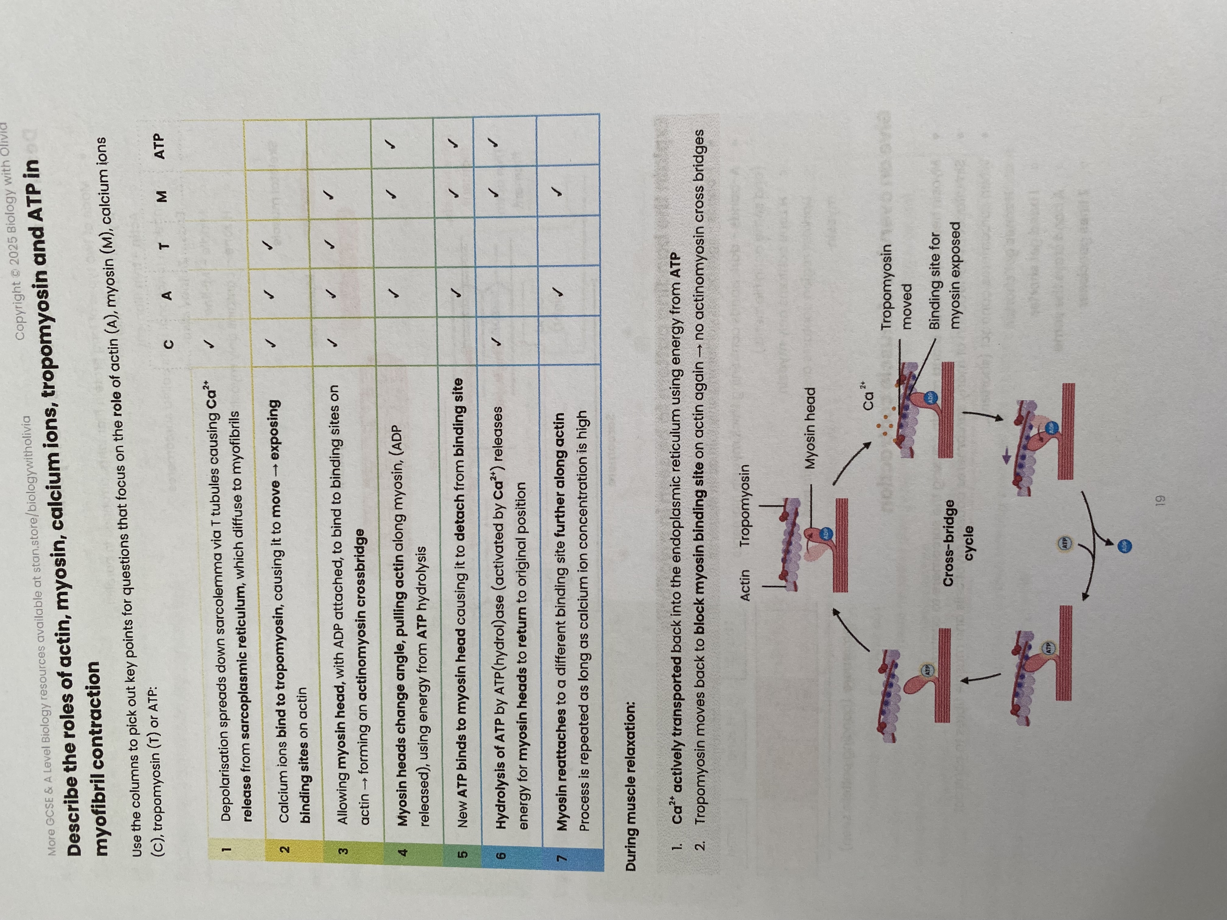 knowt flashcard image
