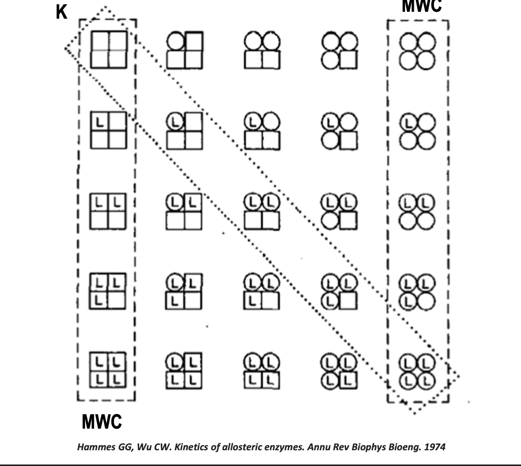 <p>Réponse </p><ul><li><p>L’image montre <strong>l’ensemble des conformations possibles d’une enzyme allostérique oligomérique</strong> (ici tétramère).</p></li><li><p>Chaque carré = une sous-unité ; “L” = ligand fixé.</p></li><li><p>On distingue :</p><ul><li><p><strong>Modèle de Koshland (séquentiel)</strong> : transitions progressives, états intermédiaires possibles (certaines sous-unités en T, d’autres en R).</p></li><li><p><strong>Modèle MWC (Monod-Wyman-Changeux, concerté)</strong> : transitions globales → soit tout en T, soit tout en R (pas d’intermédiaire mixte).</p></li></ul></li><li><p>Donc : l’image compare <strong>toutes les configurations possibles de fixation du ligand</strong> selon les deux modèles :</p><ul><li><p><strong>Koshland</strong> → diversité d’états hybrides.</p></li><li><p><strong>MWC</strong> → uniquement deux états extrêmes (tout T / tout R).</p></li></ul></li></ul><p></p>