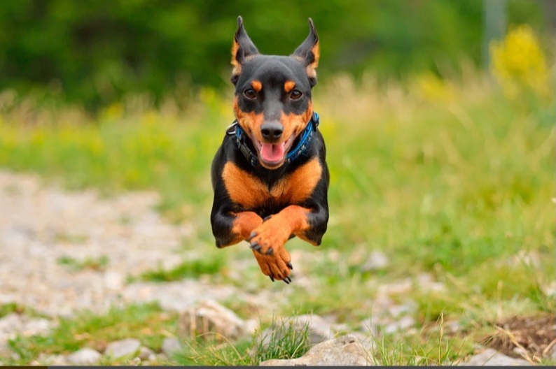 <p>When this photo was taken the shutter speed was most likely, what?</p>