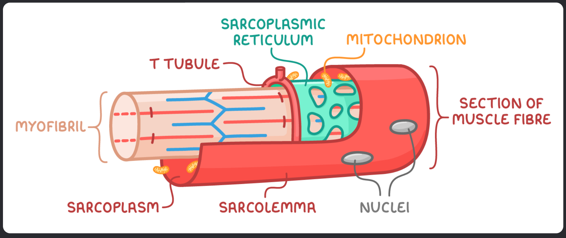 <ul><li><p>Sarcolemma - the cell surface membrane of muscle fibre</p></li><li><p>Sarcoplasm - The cytoplasm of a muscle fibre</p></li><li><p>Transverse tubules (T tubules) - Extensions of the sarcolemma that transmit electrical signals, so entire muscle recieves and contracts simultaneously</p></li><li><p>Sarcoplasmic reticulum - Specialised endoplasmic reticulum that is responsible for storing and releasing calcium ions</p></li><li><p>Myofibrils - subcellular strucutres designed for contraction</p></li><li><p>Multiple nuclei - skeletal muscle fibres have many nuclei because several cells merge to form one muscle fibre  </p></li></ul><p></p>