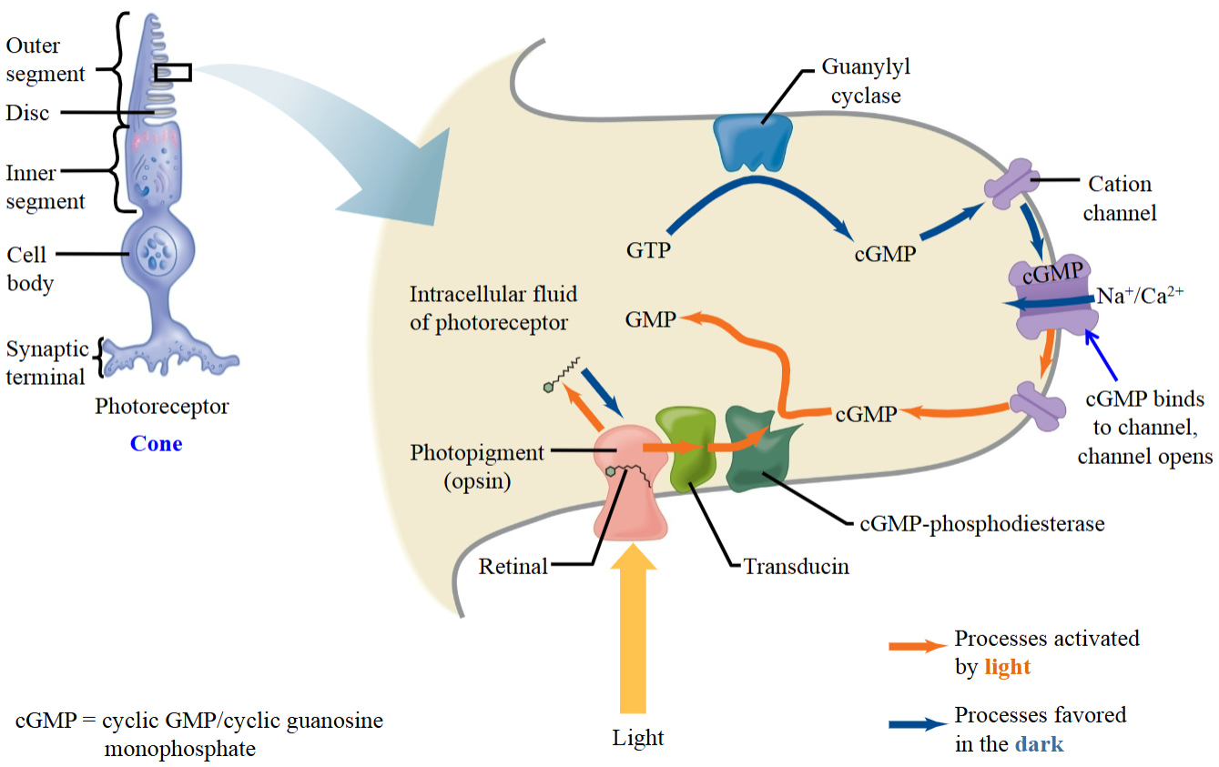 <ul><li><p>When no light is present, cGMP is generated by guanylyl cyclase.</p></li><li><p>The enzyme, guanylyl cyclase, converts GTP to cGMP.</p></li><li><p>cGMP binds to its receptor on the cation channel.</p><ul><li><p>∴ Cation channel opens; Na⁺ and Ca²⁺ flows into the cell.</p></li></ul></li></ul><p></p>