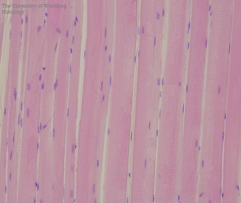 <p>Skeletal muscles are attached to what? what does it do?</p>