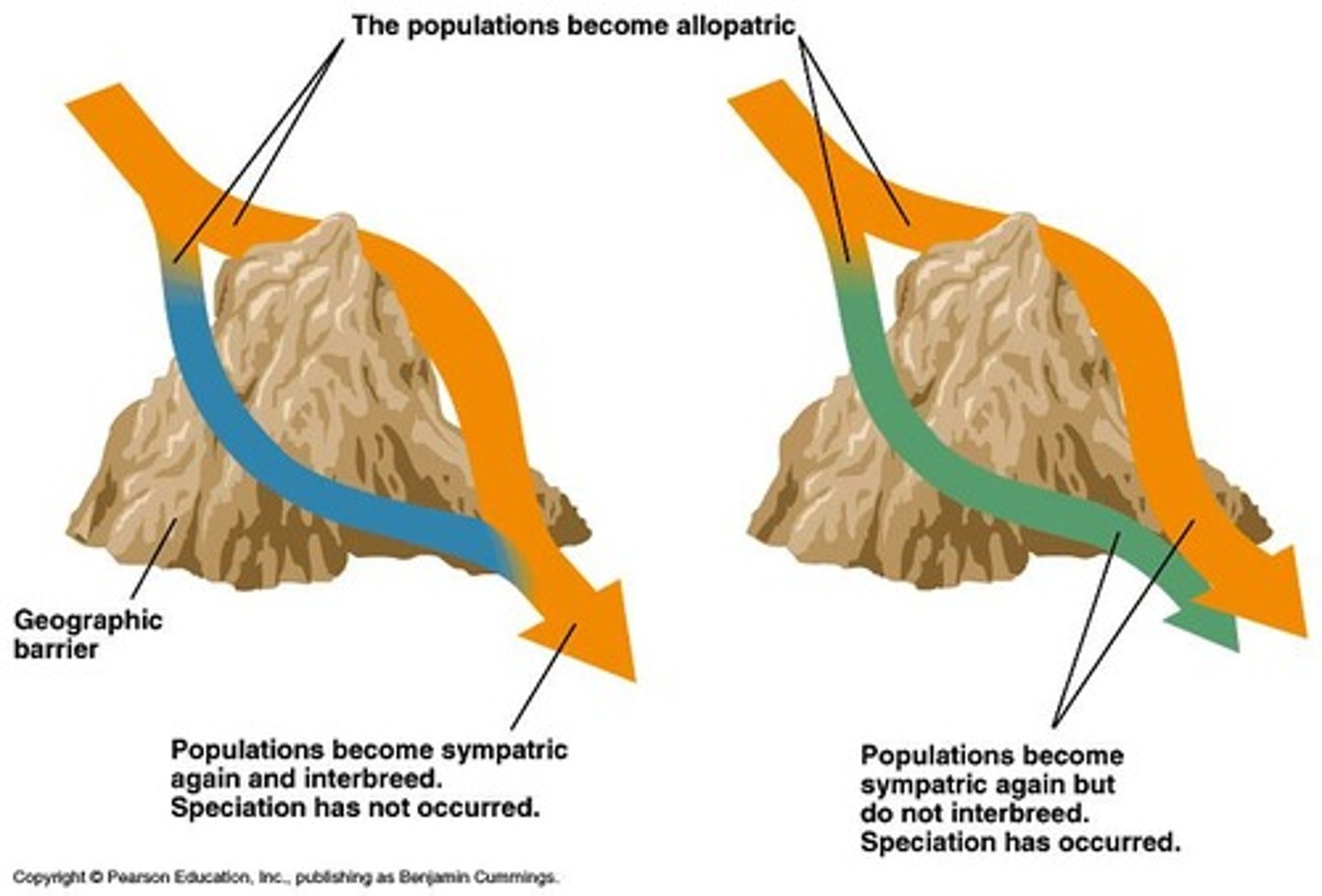 <p>Speciation occurring in geographically isolated populations.</p>