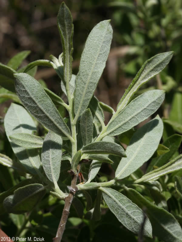 <p><em>Salix humilis </em>var. <em>tristis</em></p>