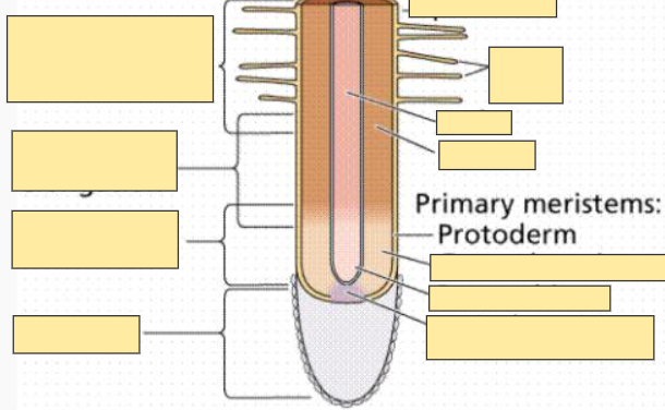 <p>Protoderm</p>