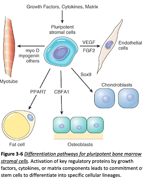 <ul><li><p><span><strong>Developmental plasticity</strong></span></p></li></ul><p></p>