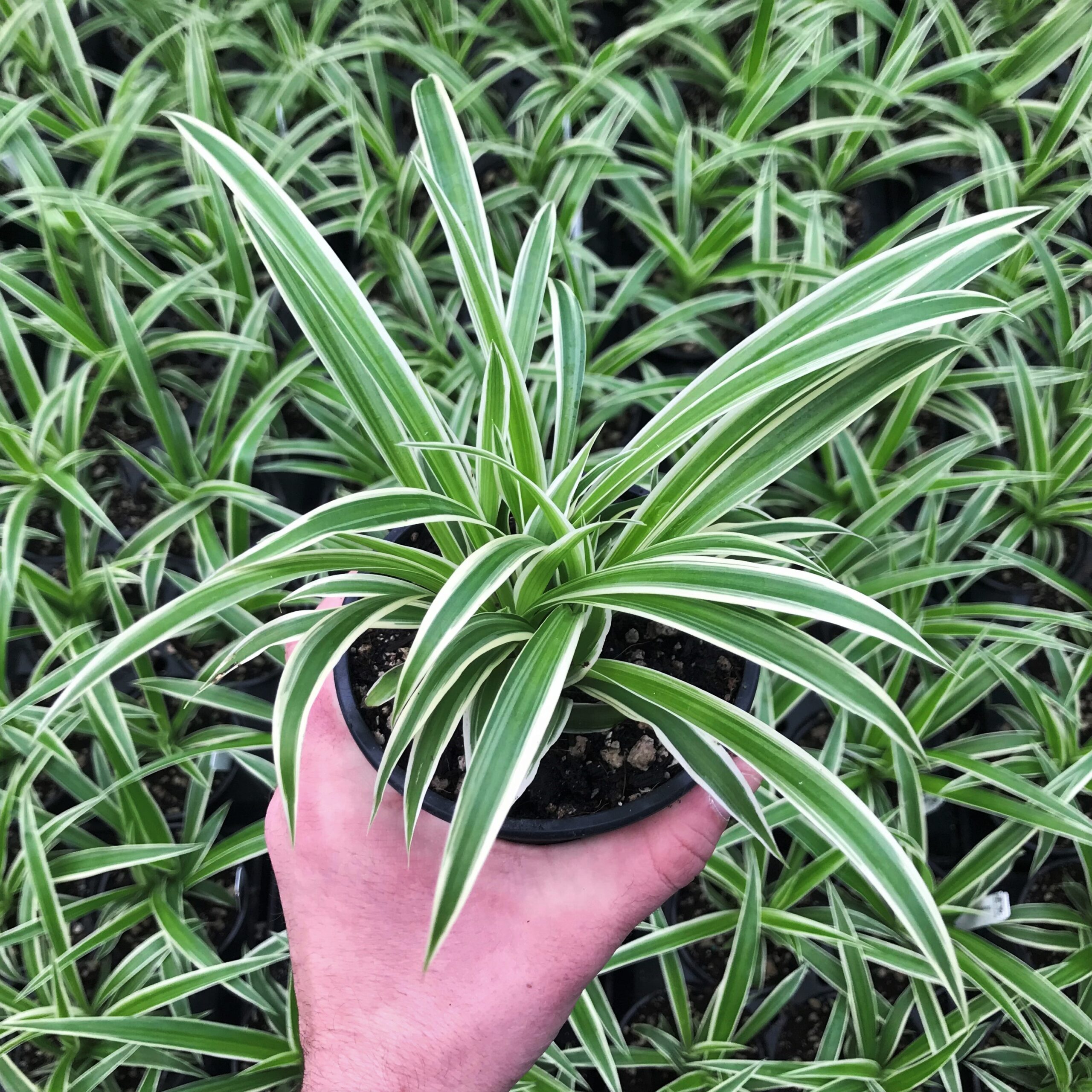 <p>common spider plant</p>