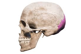 <p>Side View of Human Skull</p>
