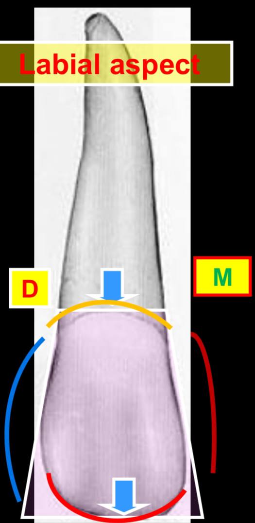 <ul><li><p>the distal line is more convex</p></li><li><p>the incisal outline is more curved than the central incisor’s </p></li><li><p>the cervical line is convex root-wards </p></li></ul><p></p>