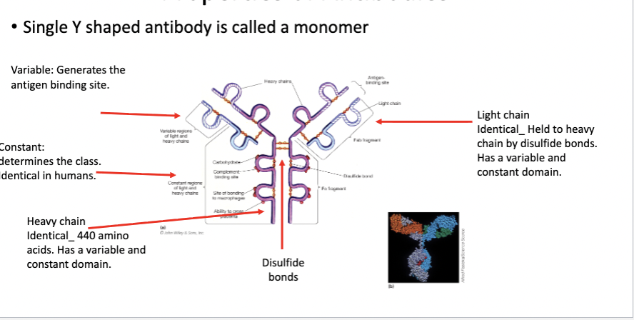 <p><span><span>Properties of Antibodies</span></span></p>