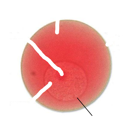 <p>Nuclear Membrane</p>