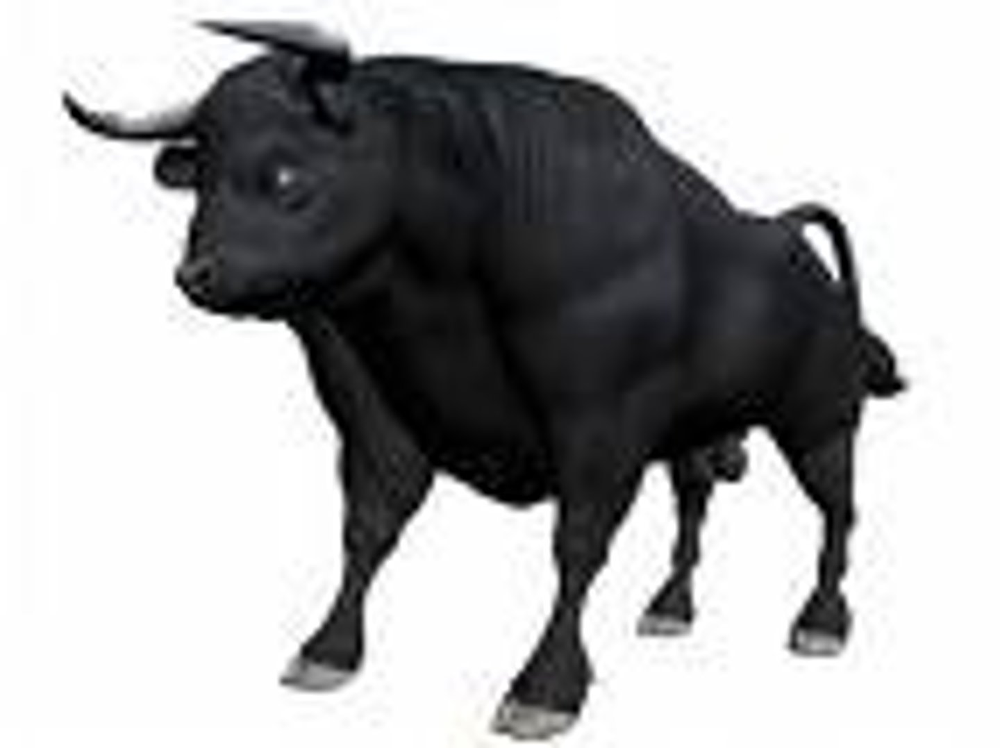 <p>Bull</p>