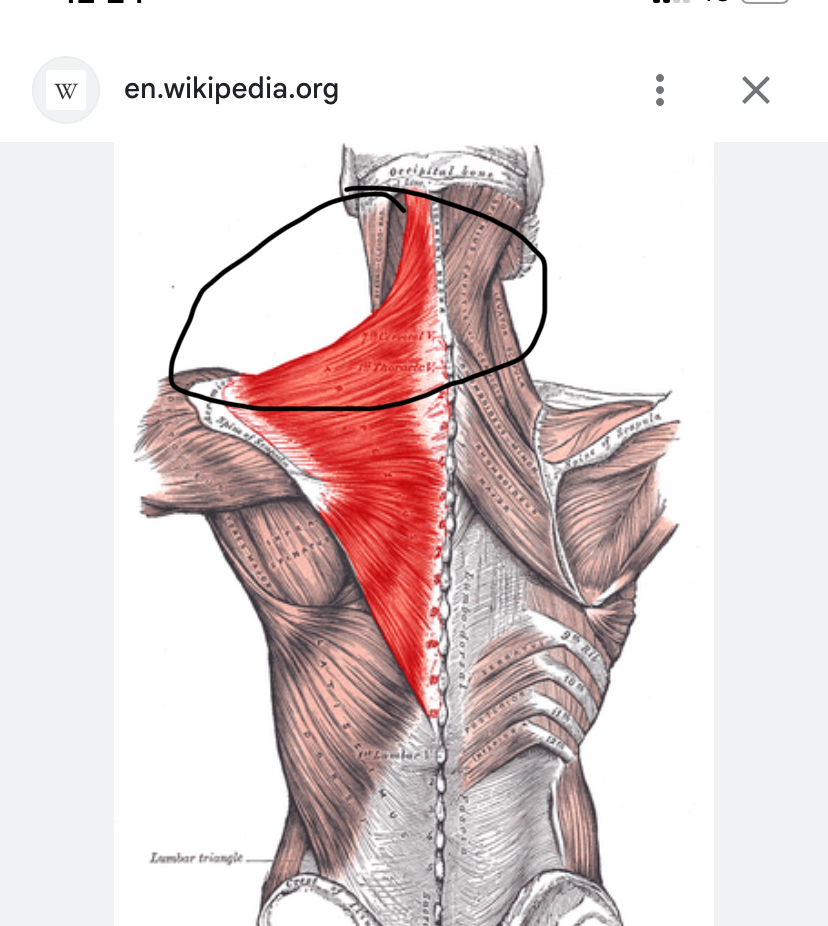 <p>Spiernaam, origo en insertie, functie</p>