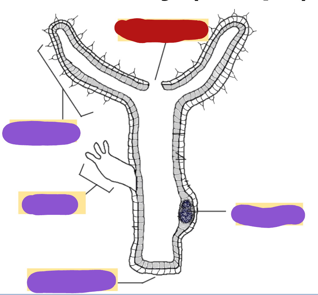 <p>Identify the red structure</p>