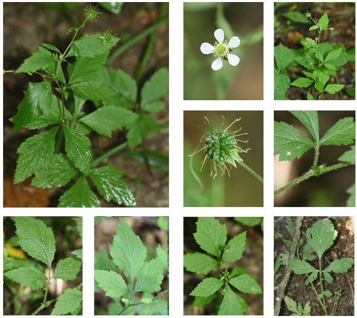 <p>white avens</p>