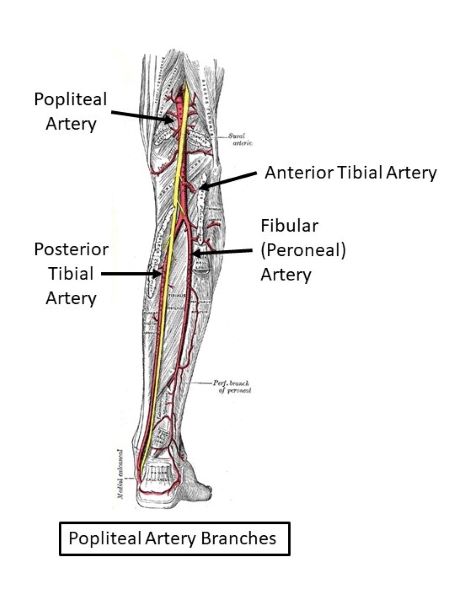 <p>Branch of A. tibialis posterior supplying lateral leg & fibular muscles. Lateral red vessel. 💡 "Fibular = side flow."</p>