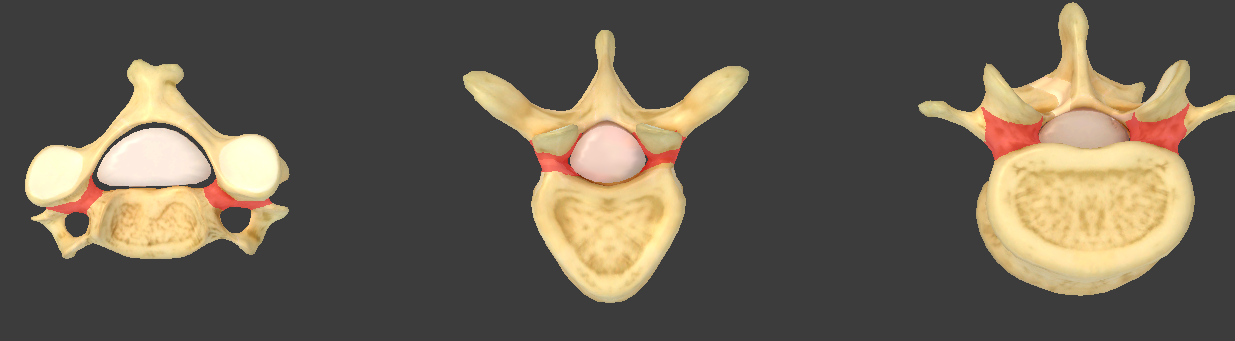 <p>What structure is highlighted in red?</p>