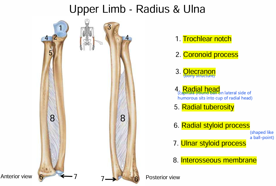 <ul><li><p>Trochlear notch</p></li><li><p>Coronoid process</p></li><li><p>Olecranon</p></li><li><p>Radial head</p></li><li><p>Radial tuberosity</p></li><li><p>Radial styloid process</p></li><li><p>Ulnar styloid process</p></li><li><p>Interosseous membrane</p></li></ul><p></p>
