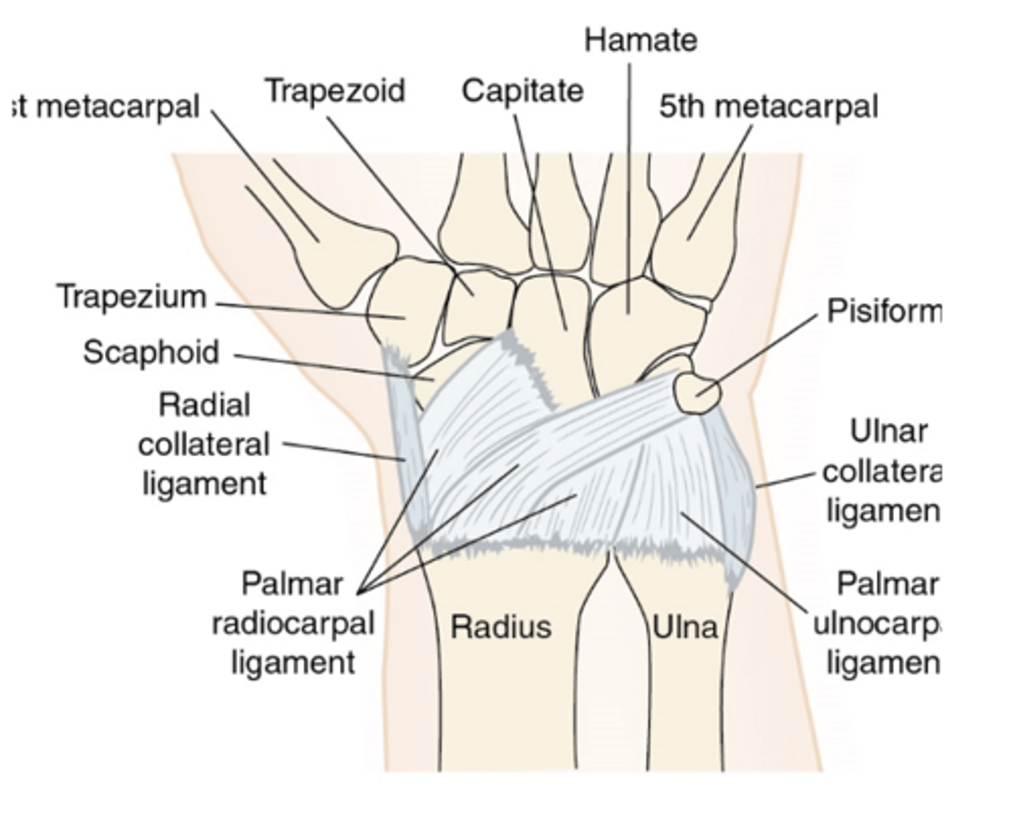 <p>- broad, thick ligament</p><p>- attaches to anterior surface of distal ulnar and palmar surfaces of proximal carpal bones</p><p>- some authorities consider this ligament part of the palmar radiocarpal ligament</p><p>- reinforces palmar aspect of capsule</p><p>- limits wrist extension</p>